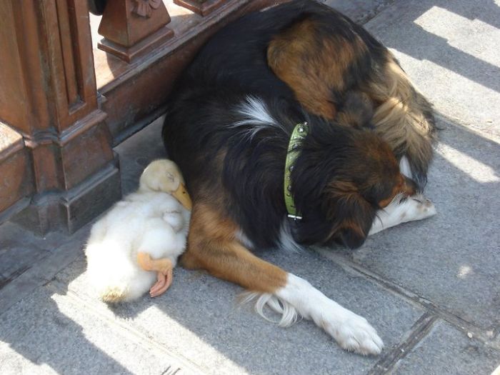 amistades-animales-inusuales (7)