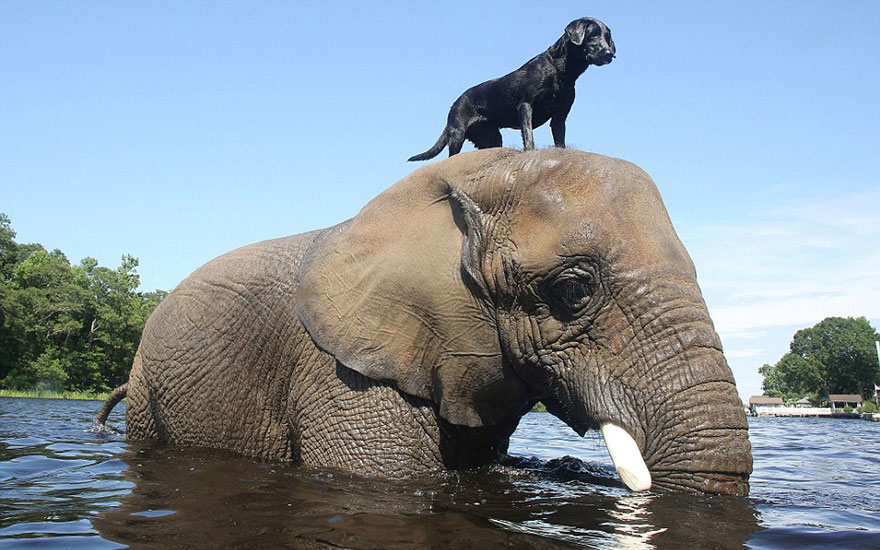 amistades-animales-inusuales (8)
