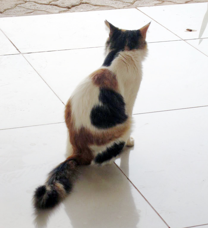 animales-marcas-curiosas-12