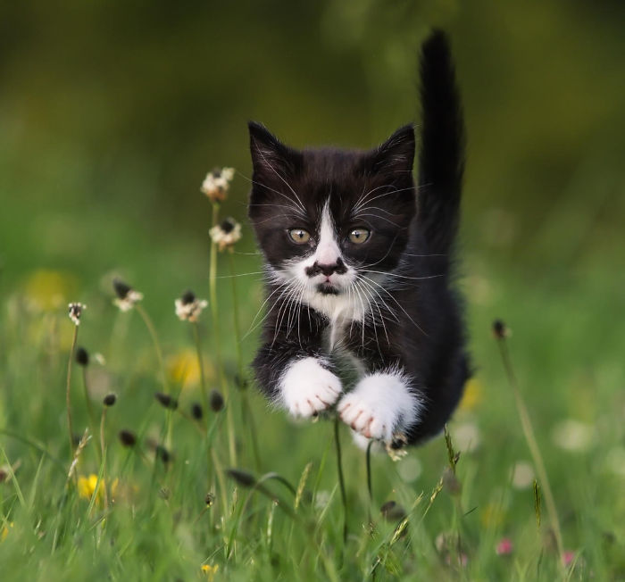 animales-marcas-curiosas-15