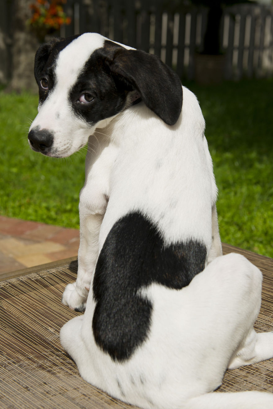 animales-marcas-curiosas-23