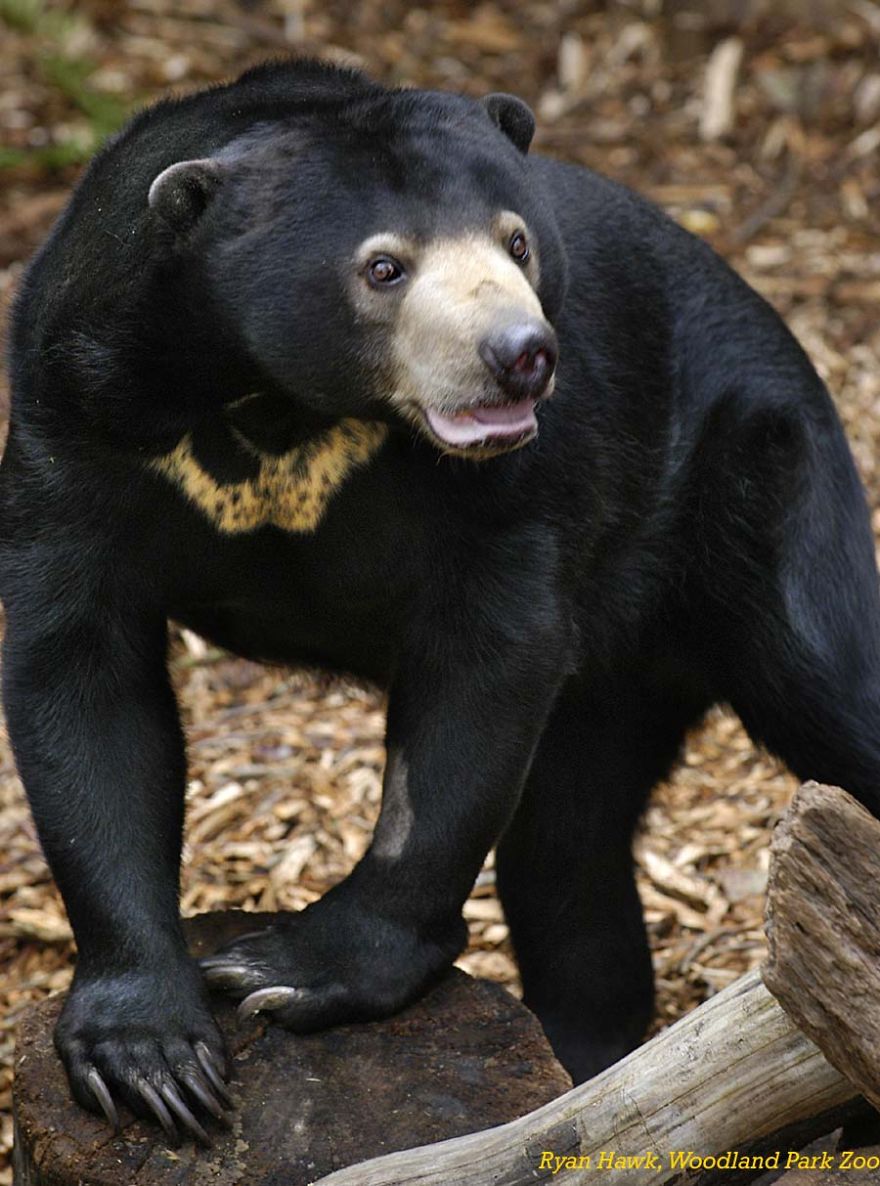 female, shaved left forearm, foreleg, arm, leg, showing chest marking, crest