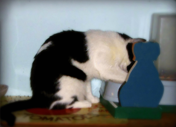 animales-marcas-curiosas-6