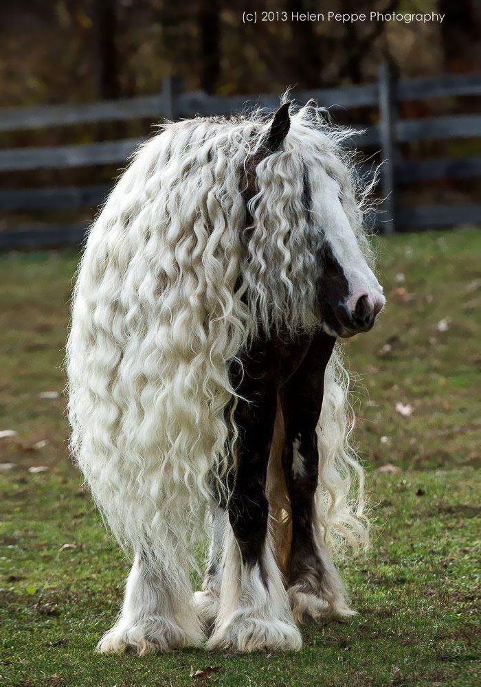 animales-melenudos-10101__700