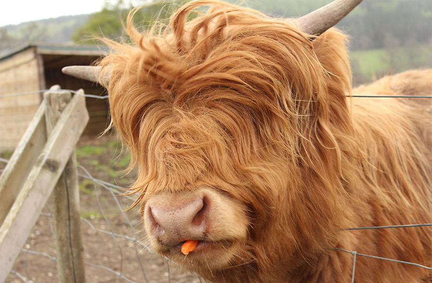 animales-melenudos-15__880