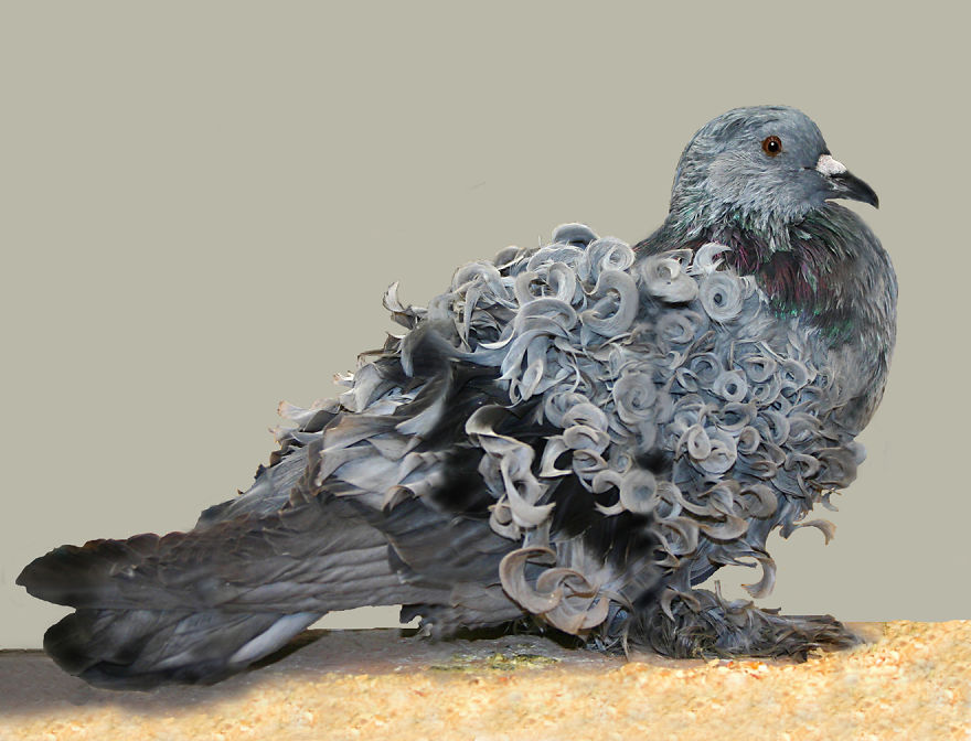 animales-melenudos-19__880