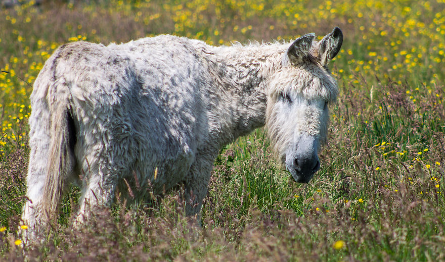 animales-melenudos-23__880