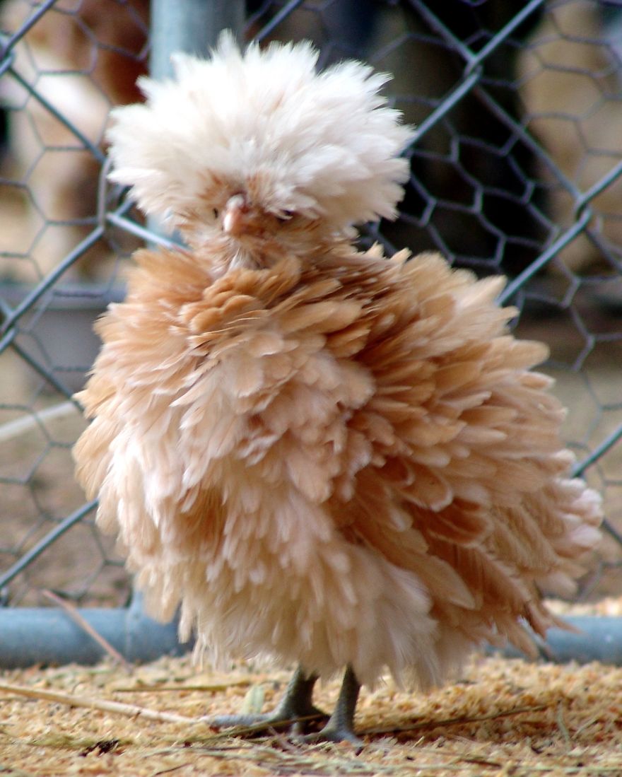 animales-melenudos-25__880