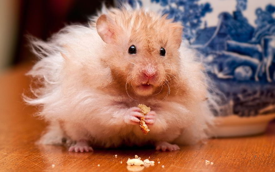 animales-melenudos-37__880