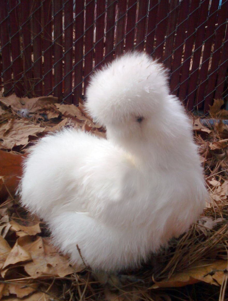 animales-melenudos-39__880
