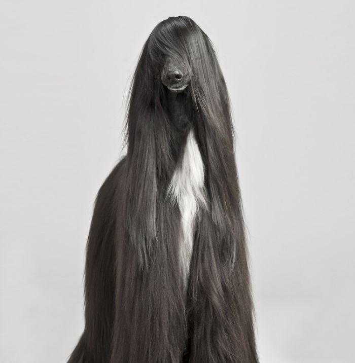 animales-melenudos-3__700