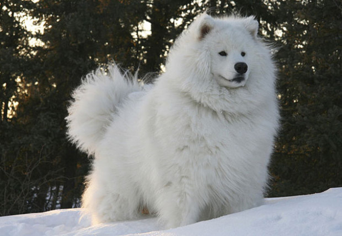 animales-melenudos-40__700