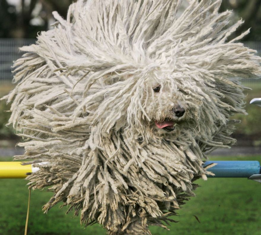 APTOPIX Germany Dog Show