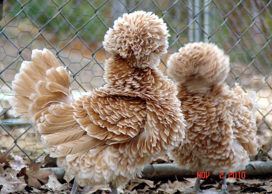 animales-melenudos-5