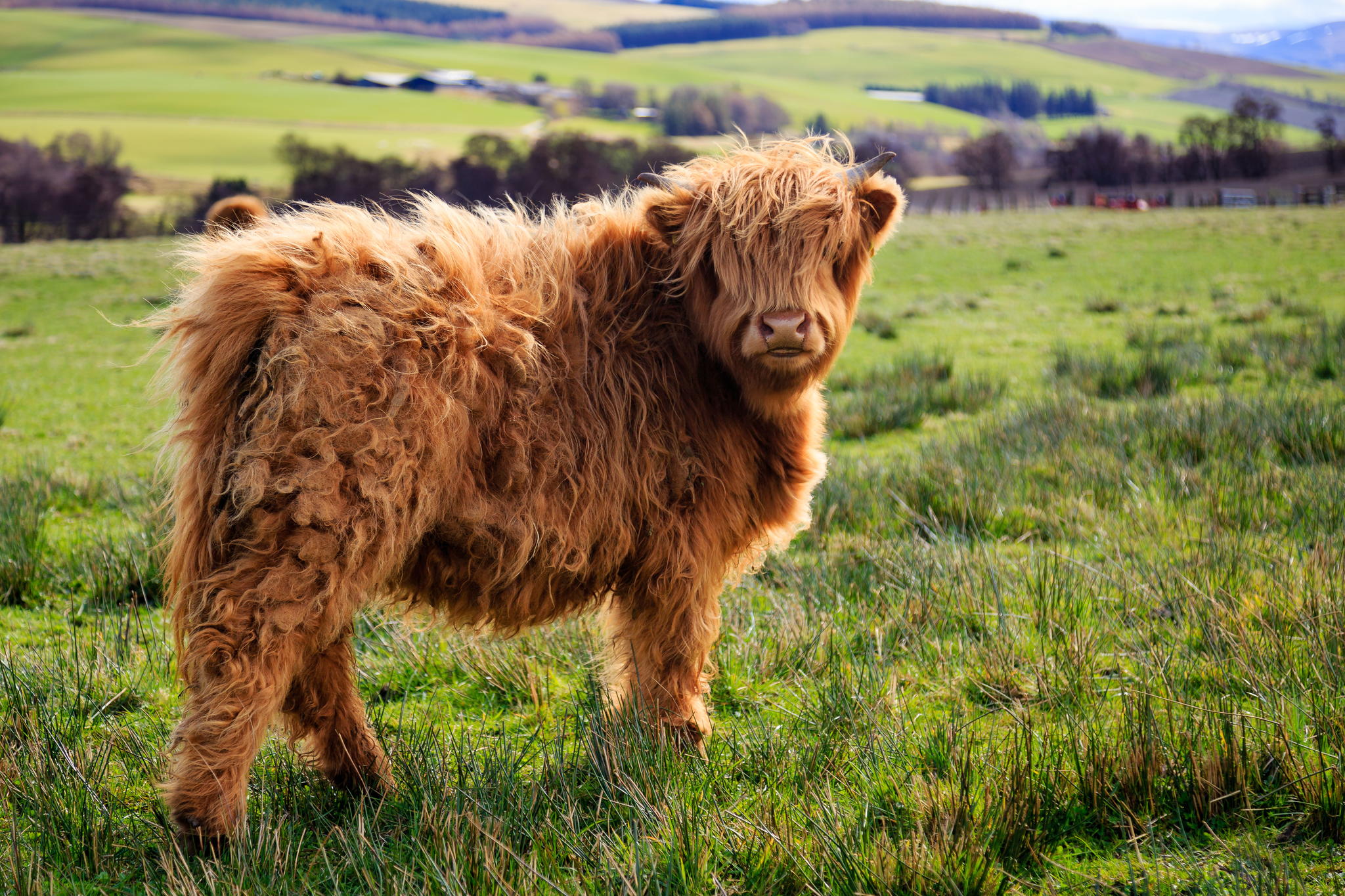 animales-melenudos-9