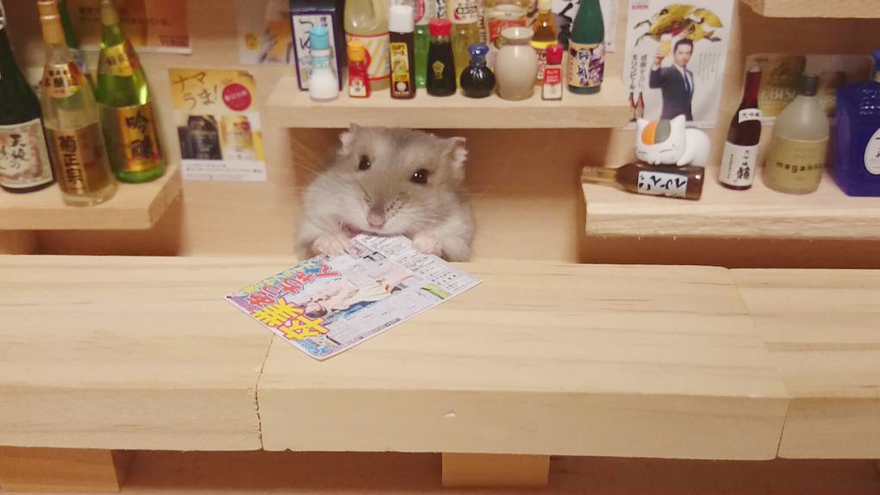 bar-diminuto-hamsters-13