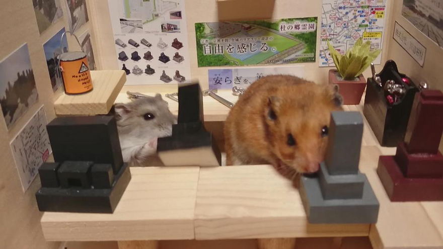 bar-diminuto-hamsters-14
