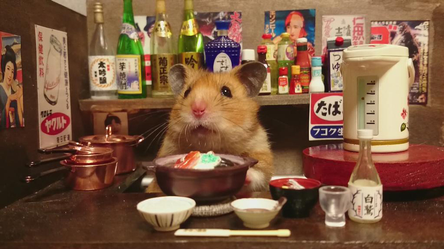 bar-diminuto-hamsters-16