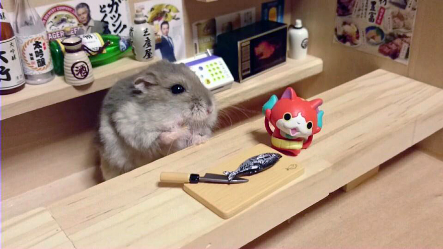 bar-diminuto-hamsters-17