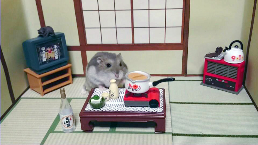 bar-diminuto-hamsters-19