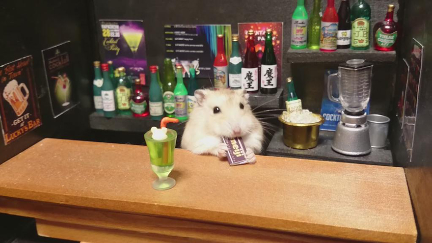 bar-diminuto-hamsters-5