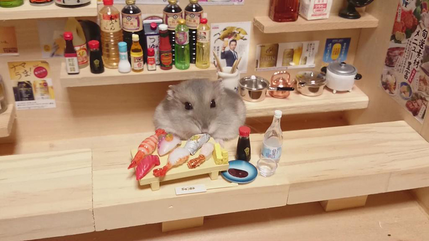 bar-diminuto-hamsters-6