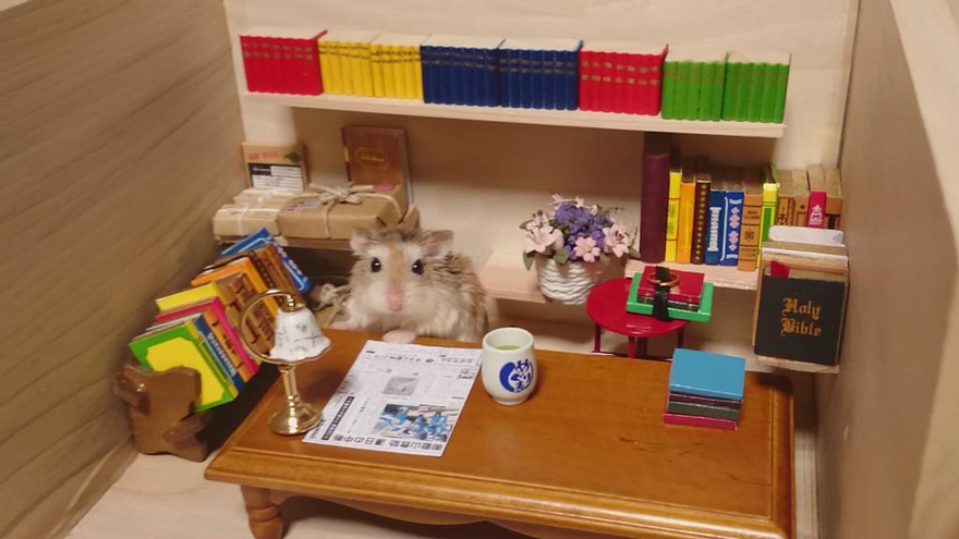 bar-diminuto-hamsters-8