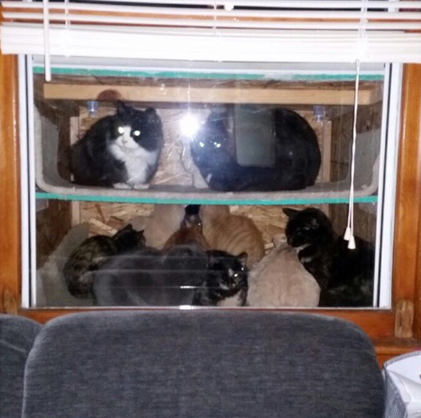 gatoacuario (2)
