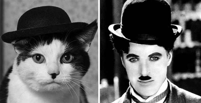 gatos-curiosos-parecidos- (10)