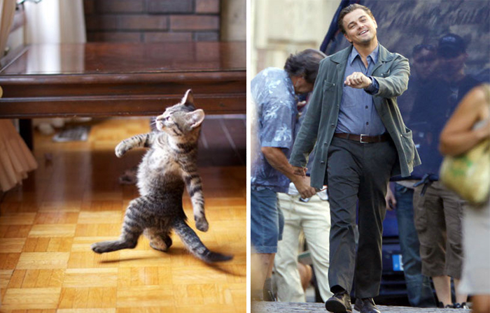 gatos-curiosos-parecidos- (2)