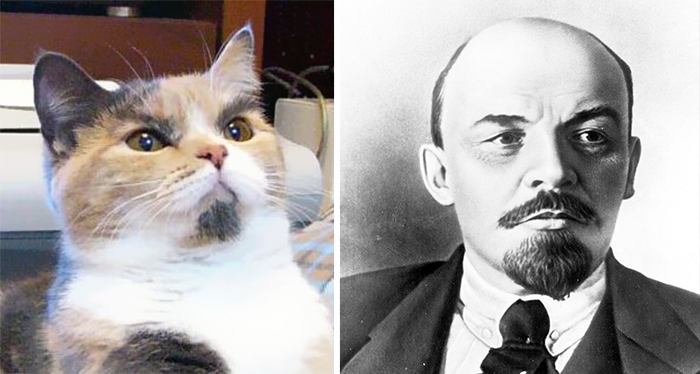 gatos-curiosos-parecidos- (6)