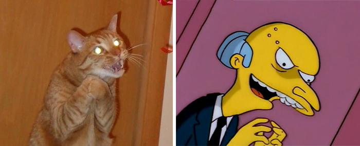 gatos-curiosos-parecidos- (7)