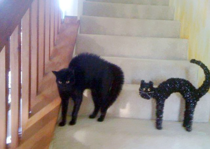 gatos-curiosos-parecidos- (8)