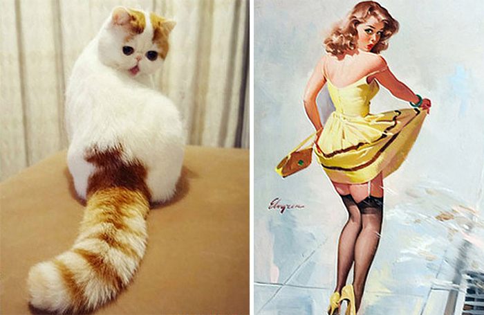 gatos-curiosos-parecidos- (9)