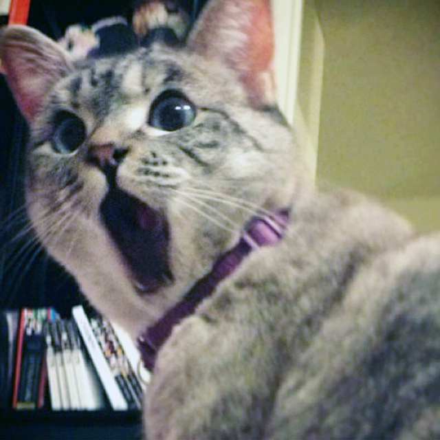 gatos-famosos-internet- (12)