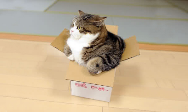 gatos-famosos-internet- (15)