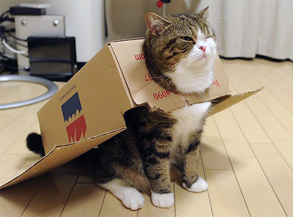 gatos-famosos-internet- (16)