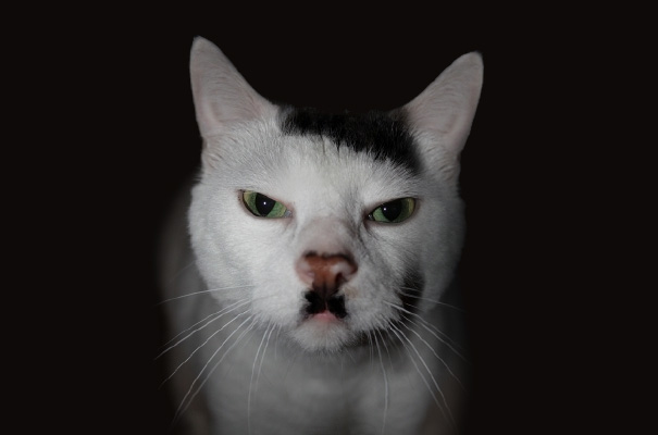 gatos-famosos-internet- (2)