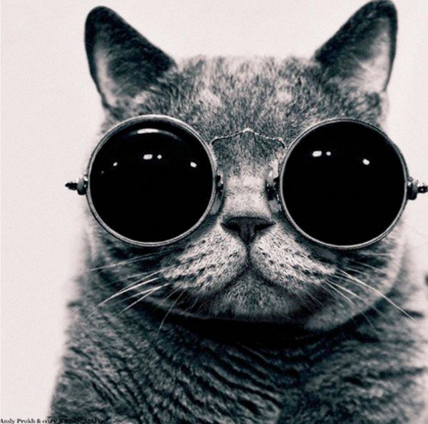 gatos-famosos-internet- (4)
