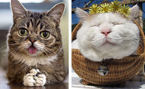 Los 20 Gatos Más Famosos De Internet