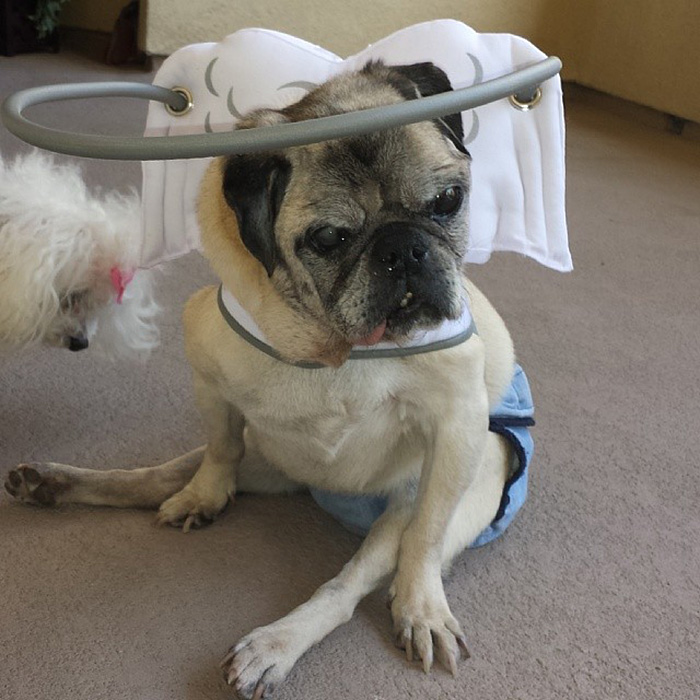 halo-seguridad-perros-ciegos- (13)