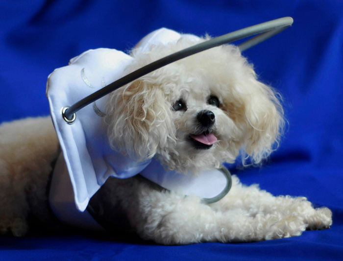 halo-seguridad-perros-ciegos- (2)