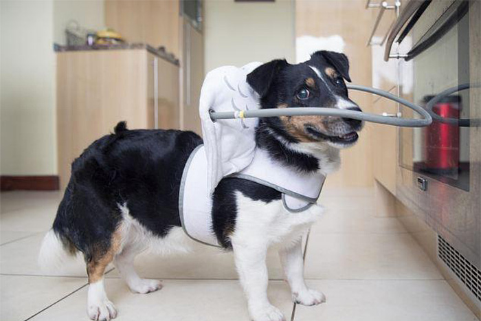 halo-seguridad-perros-ciegos- (6)