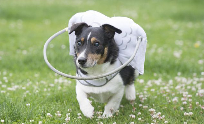 halo-seguridad-perros-ciegos- (7)