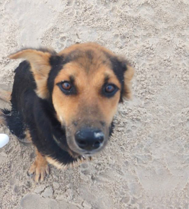 leo-perro-paralitico-rescate- (1)
