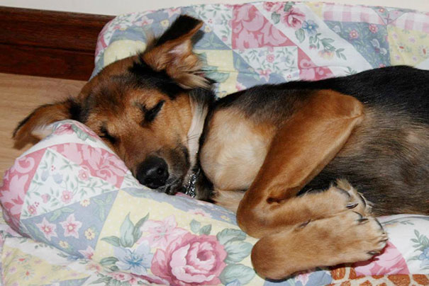 leo-perro-paralitico-rescate- (10)