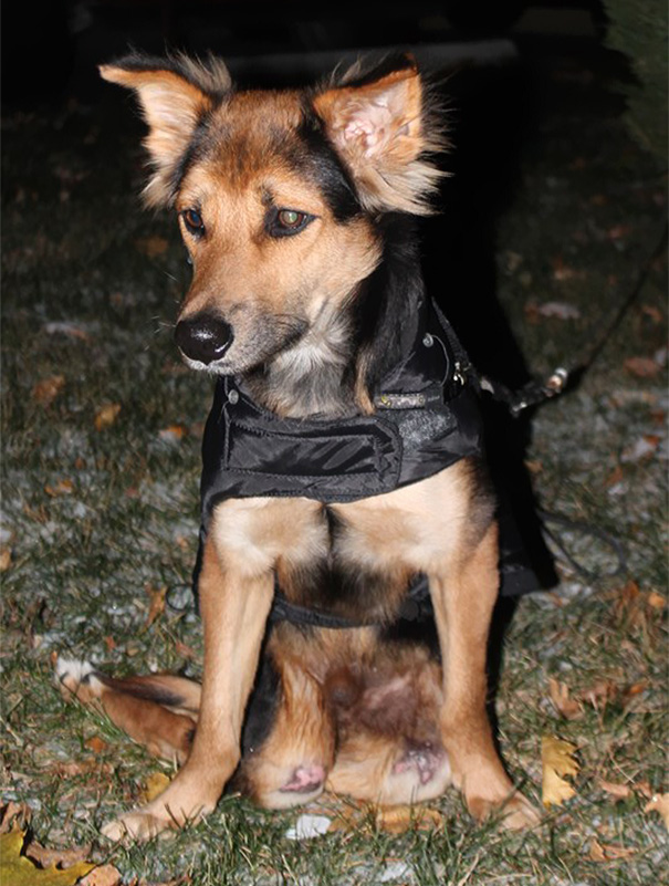 leo-perro-paralitico-rescate- (11)