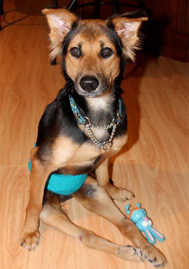 leo-perro-paralitico-rescate- (12)