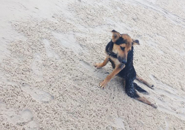 leo-perro-paralitico-rescate- (14)
