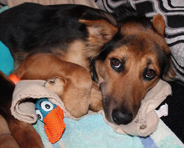 leo-perro-paralitico-rescate- (15)